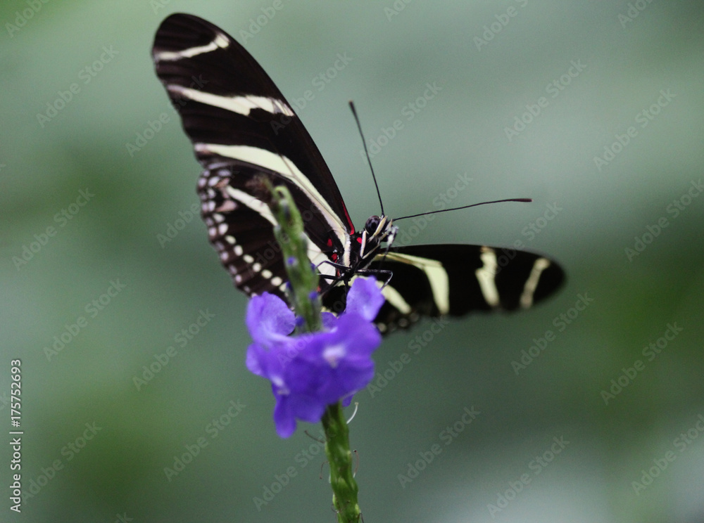 zebra longwing butterfly (Heliconius charithonia) zebra longwing butterfly (Heliconius charithonia)