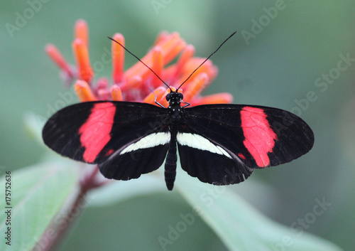 common postman butterfly (Heliconius melpomene) photo