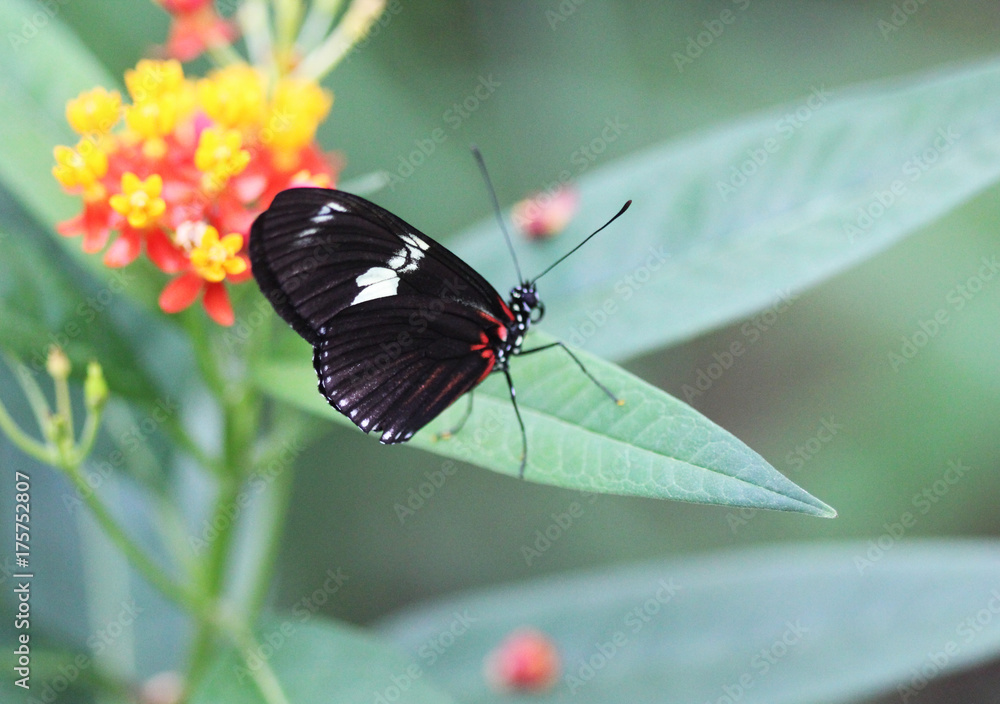 Fototapeta premium common postman butterfly (Heliconius melpomene)