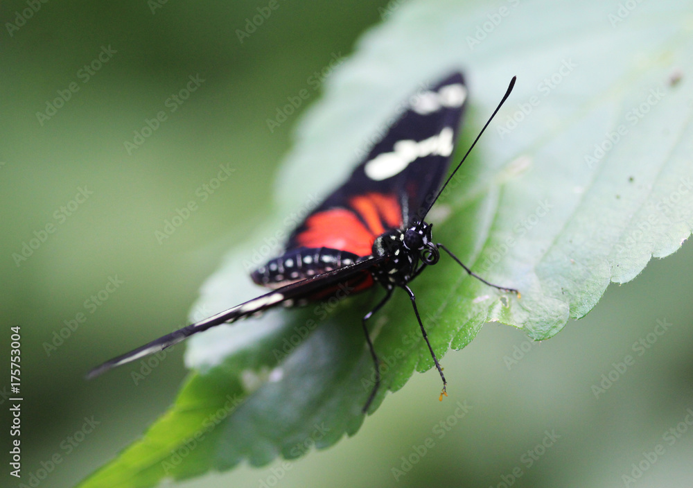 Fototapeta premium doris longwing butterfly (Laparus doris)