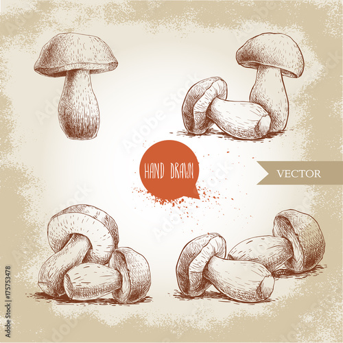 Hand drawn sketch style porcini mushroom set. Fresh forest boletus edulis. Italian food ingredient. Fresh market product.