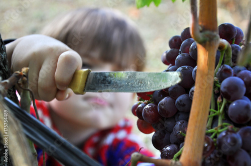 Fight picking grapes with old knife. Happy child taking grapes from vine in autumn
