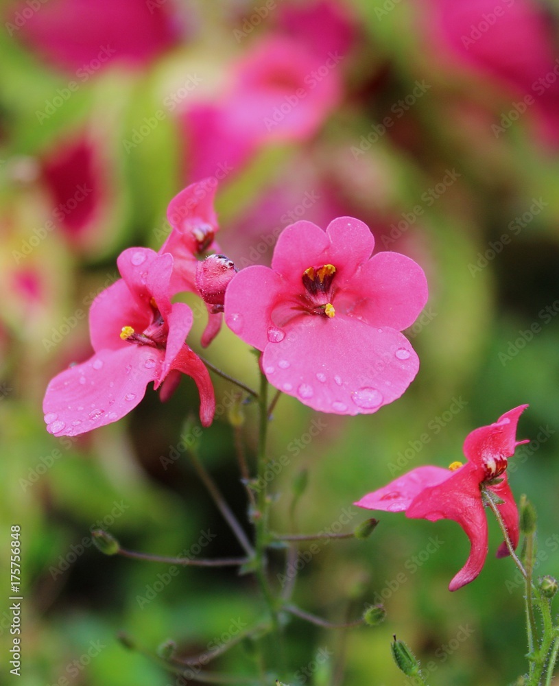Fototapeta premium At Botanical garden