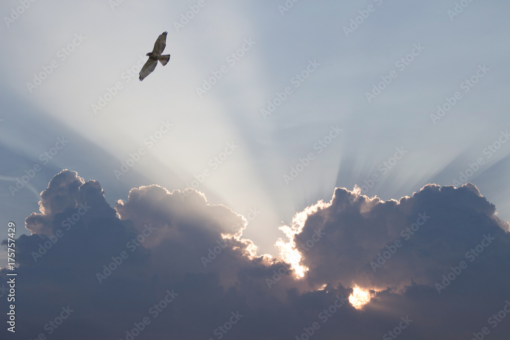 bird flying through Sunbeams shining through clouds with silver lining - obrazy, fototapety, plakaty 