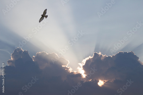 Leinwand Poster bird flying through Sunbeams shining through clouds with silver lining