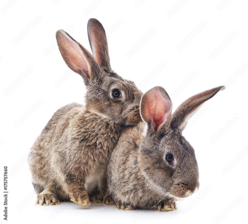 Obraz premium Two rabbits.