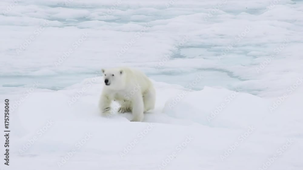 Polar bear walking in an arctic. Polar bear walking in an arctic.