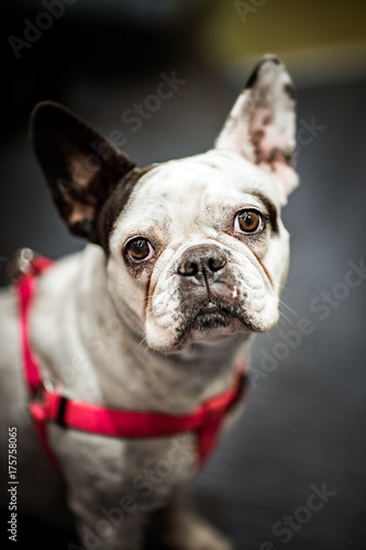 French Bulldog Portrait, Close up