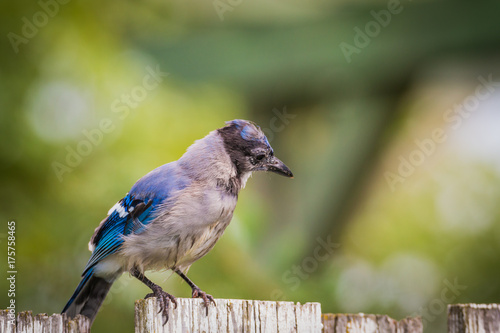 Baby Bluejay - Cyanocitta cristata - Sitting On The Fence 