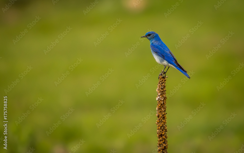 A bluebird sitting atop of a small plant against a green background in South Dakota, USA