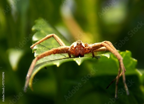 Spider lying on the green leaf