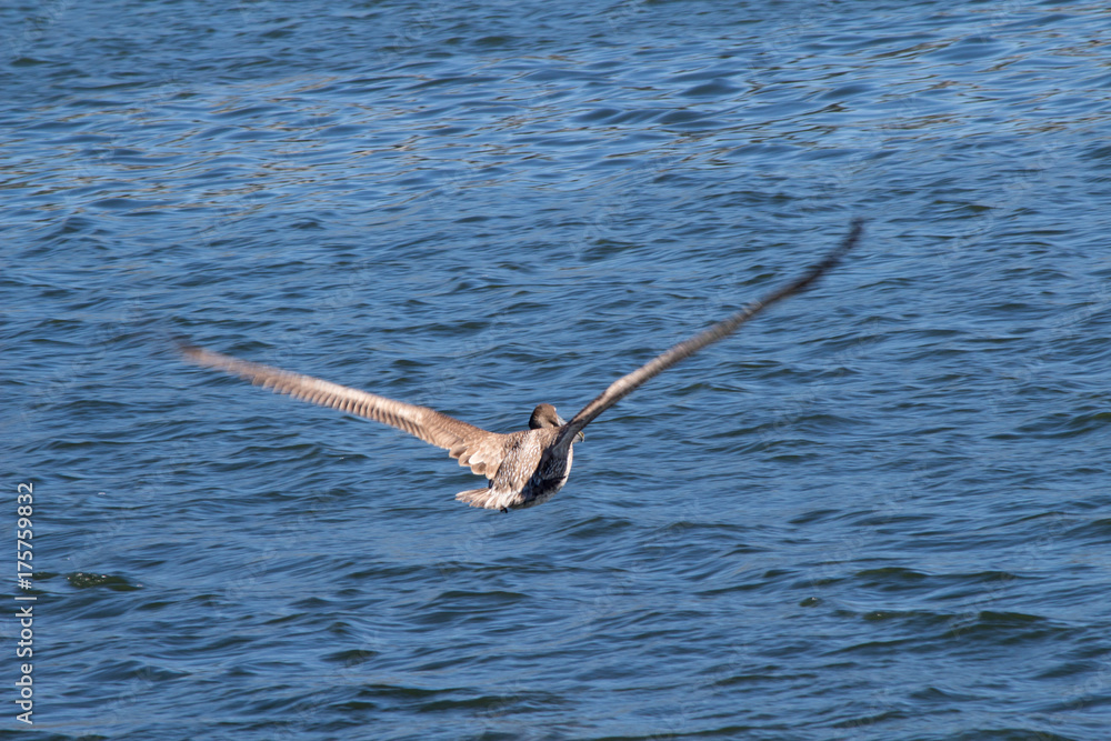 Fotografie Pelican in flight wings spread over ocean