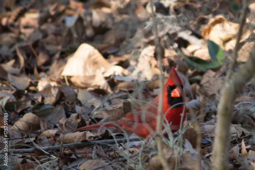 Red cardinal bird hiding behind twigs in a forest