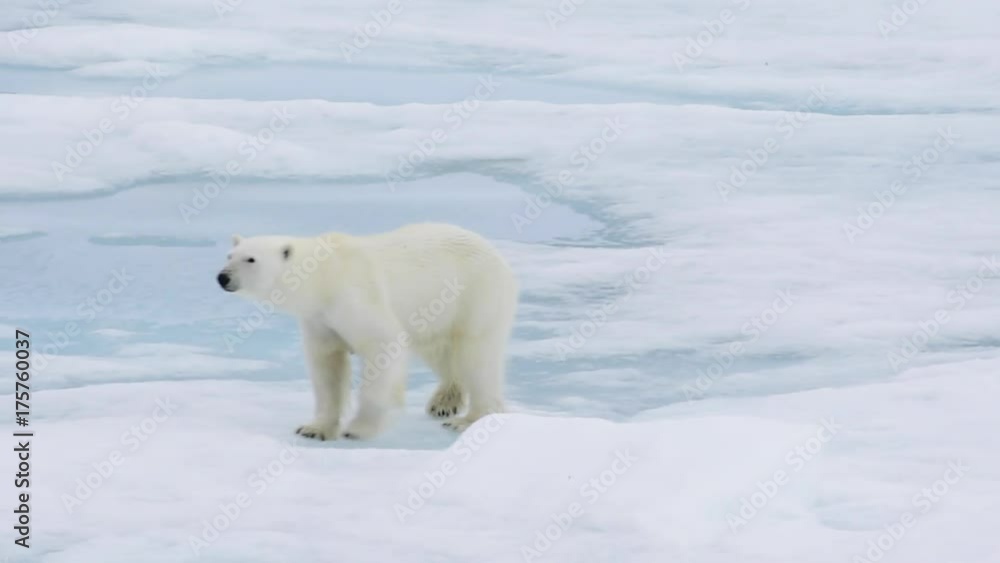 Polar bear walking in an arctic. Polar bear walking in an arctic.