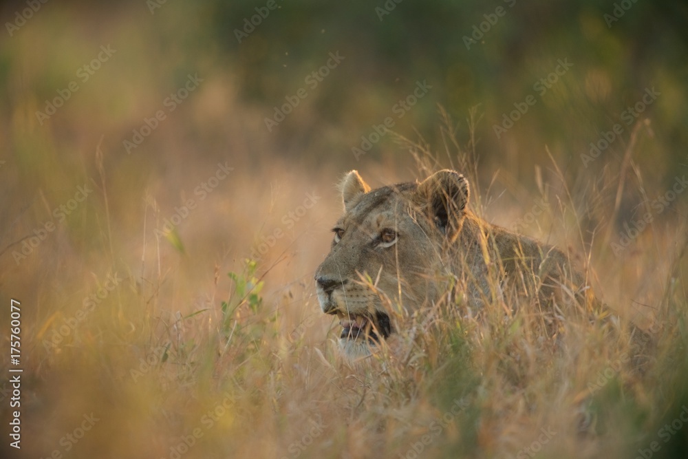 Fototapeta premium Lion