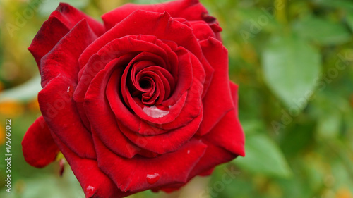 Red rose with water drops in the garden.