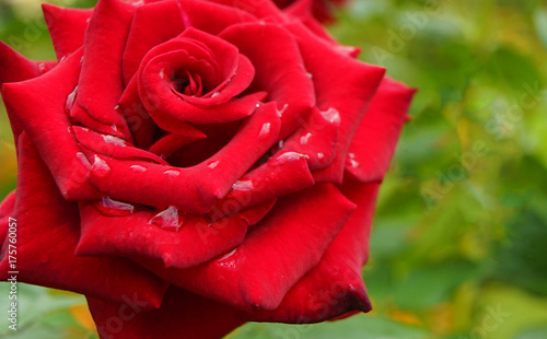 Red rose with water drops in the garden.