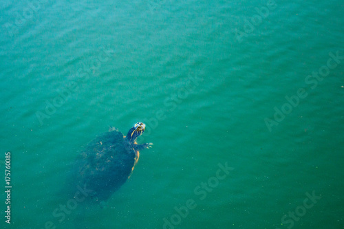 turtle swimming in pond or lake water