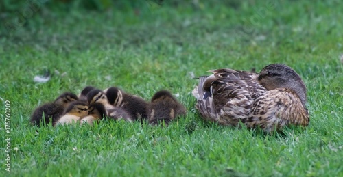 Mallard mum and chicks