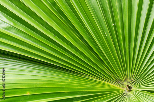 Close up of green leaf under the strong light