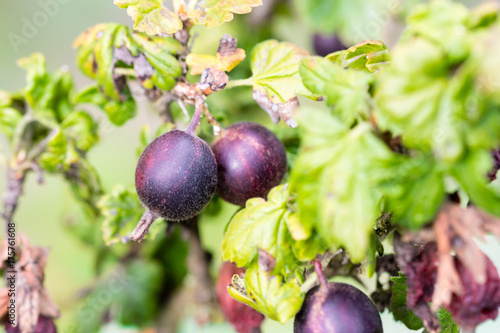 Wallpaper Mural Sweet and fresh gooseberry growing in the garden Torontodigital.ca