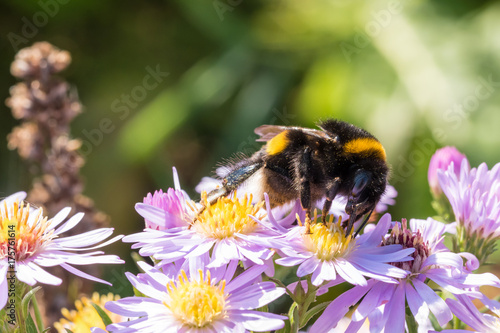 The bumblebee sitting on a flower © Jan Rozehnal