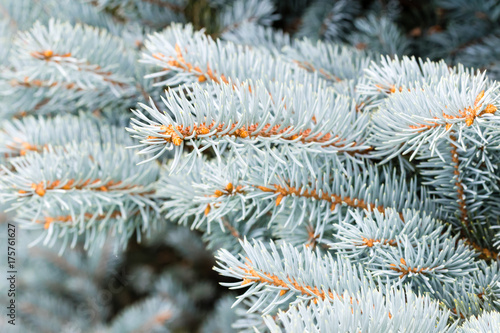 The branch of silver coniferous tree