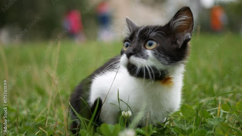 black and white frightened cat on green grass black and white frightened cat on green grass