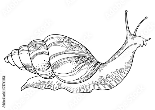 Vector drawing of Achatina snail or African giant land snail in the conical shell in black isolated on white background. Hermaphrodite gastropod mollusk in contour style for fauna coloring book.