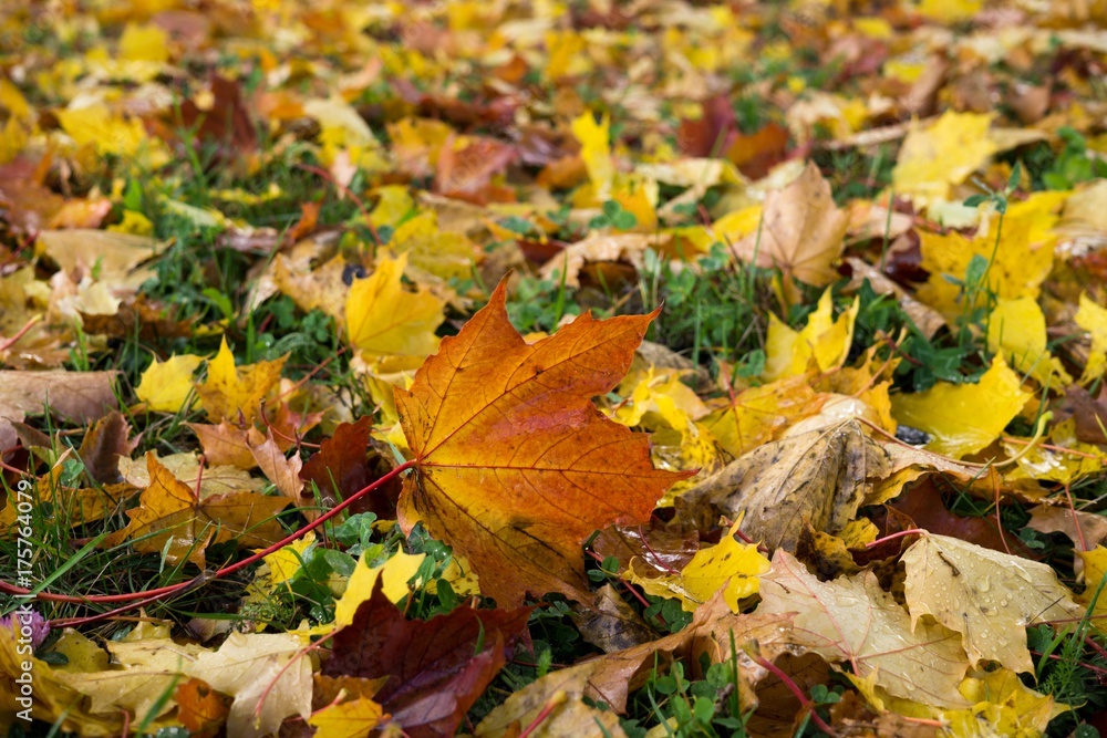 Autumn colorful leaves. Slovakia