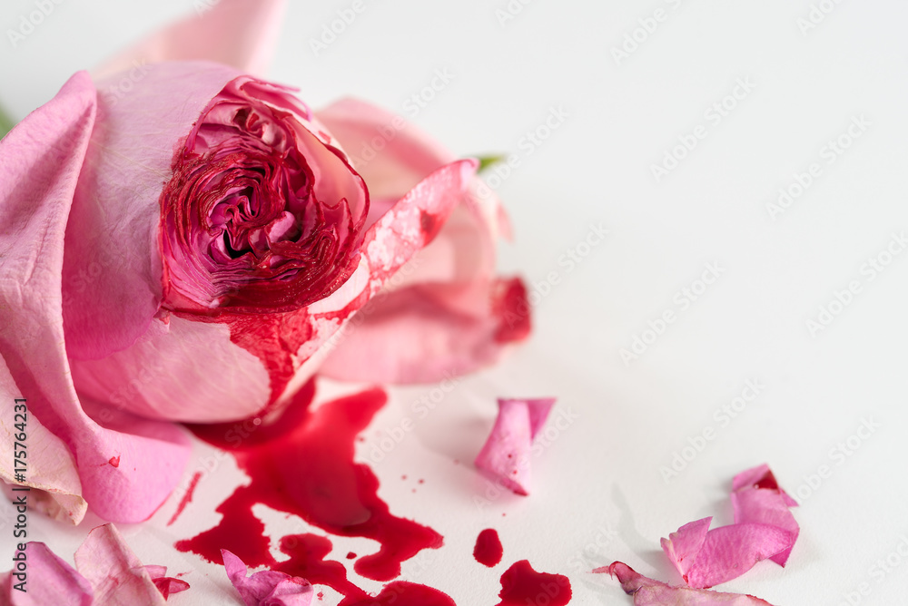 Foto de crotch female health flower. Red Rose. White background do Stock