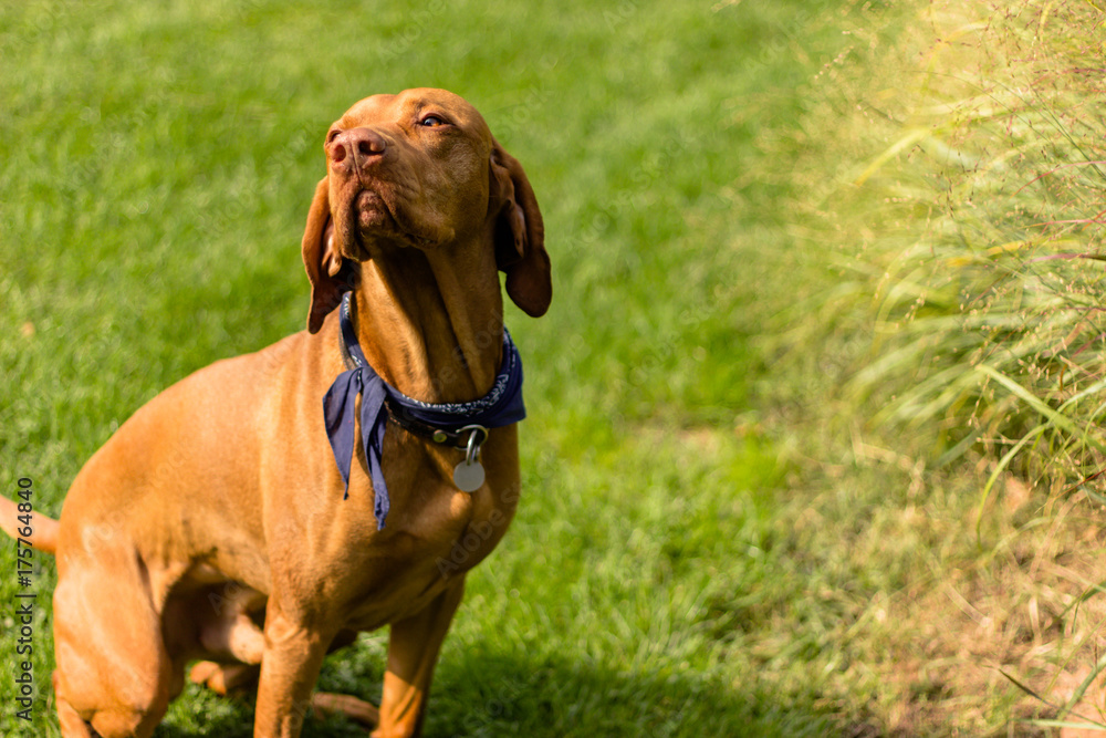 brown dog on the grass brown dog on the grass
