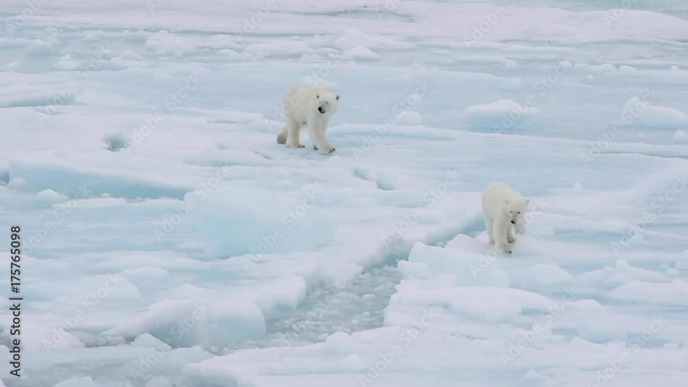 Polar bears walking in an arctic. Polar bears walking in an arctic.