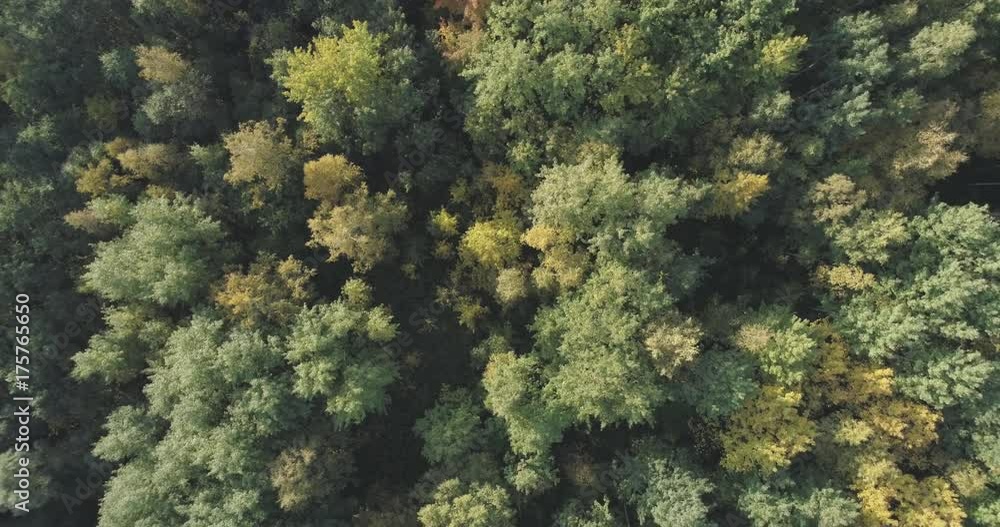 Aerial rotate top view flight over autumn trees in forest in september Aerial rotate top view flight over autumn trees in forest in september