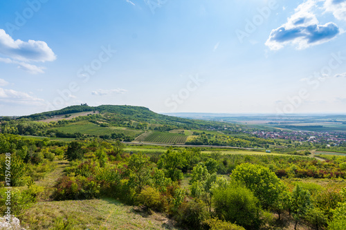 Vineyard near Palava  czech national park  wine agriculture and farming  nature landscape in summer  blue sky