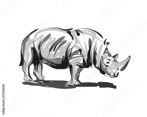 Vector line sketch rhino