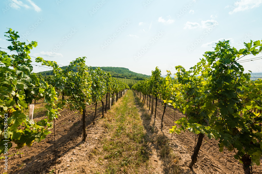 Obraz premium Vineyard near Palava, czech national park, wine agriculture and farming, nature landscape in summer, blue sky