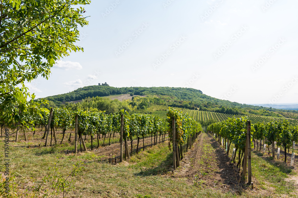 Vineyard near Palava, czech national park, wine agriculture and farming, nature landscape in summer, blue sky