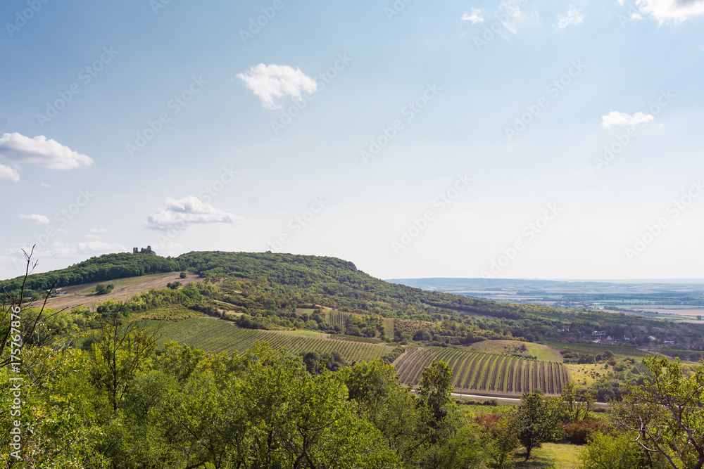 Obraz premium Vineyard near Palava, czech national park, wine agriculture and farming, nature landscape in summer, blue sky