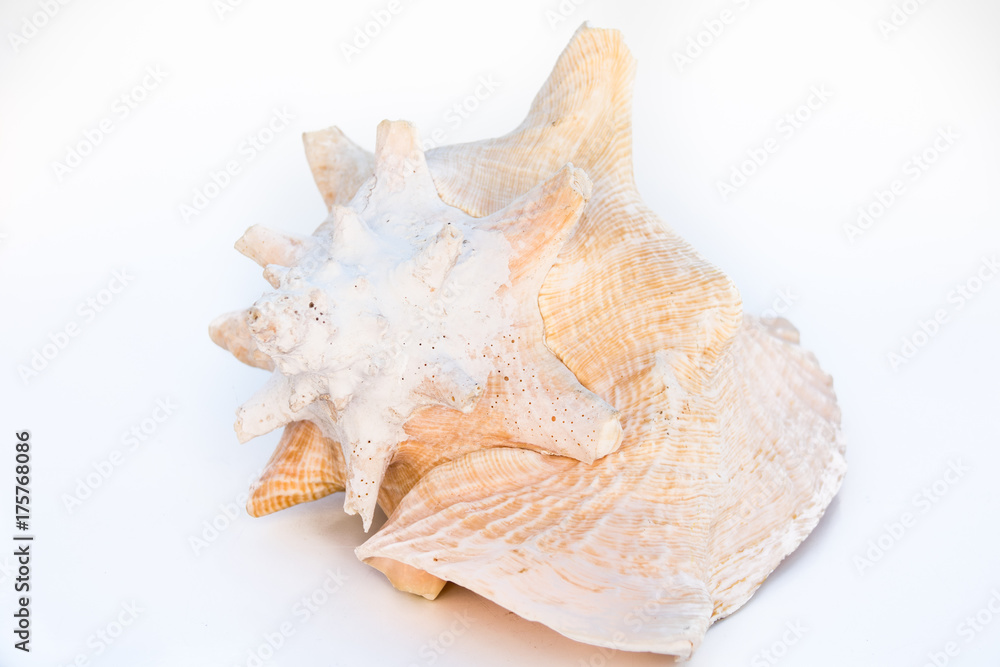 beautiful sea shell cowries, tropical sea and worm, isolated on white background. The whole body forms the whole shell. beautiful sea shell cowries, tropical sea and worm, isolated on white background. The whole body forms the whole shell.