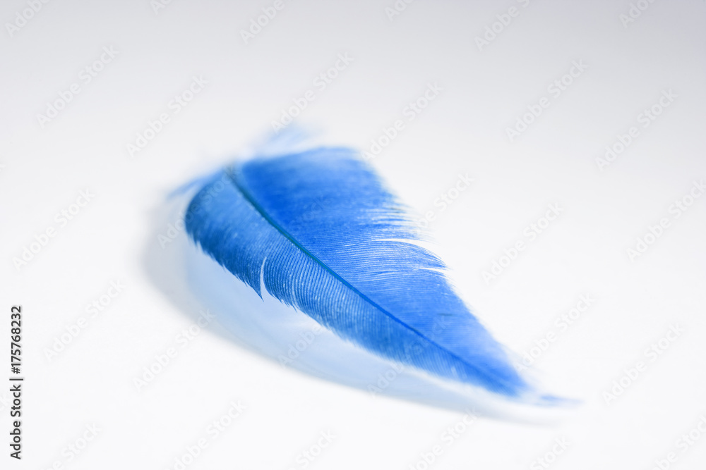 Colorful rooster feather with details and reflexions Stock Photo