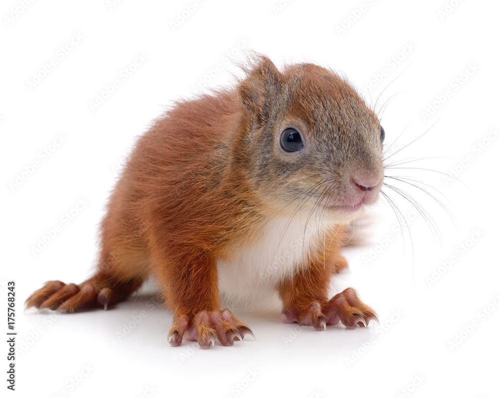 Eurasian red squirrel. Eurasian red squirrel.
