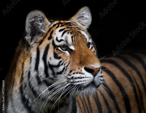 Fototapeta Naklejka Na Ścianę i Meble -  Portrait de tigre