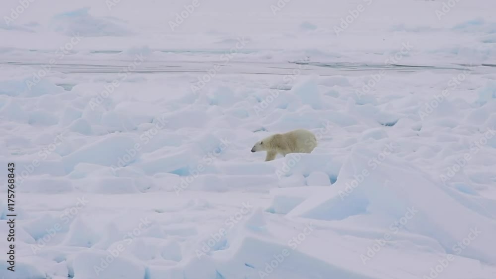 Polar bear walking in an arctic. Polar bear walking in an arctic.