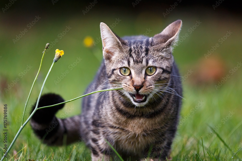 Katze beißt in Blüte