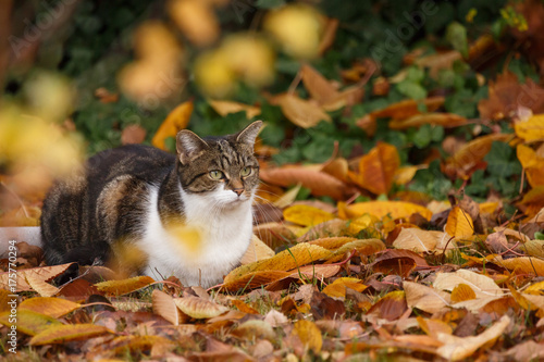 Fototapeta Naklejka Na Ścianę i Meble -  Katze im Herbstlaub