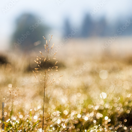 Plants and vegetation in the morning light with beautiful bokeh  