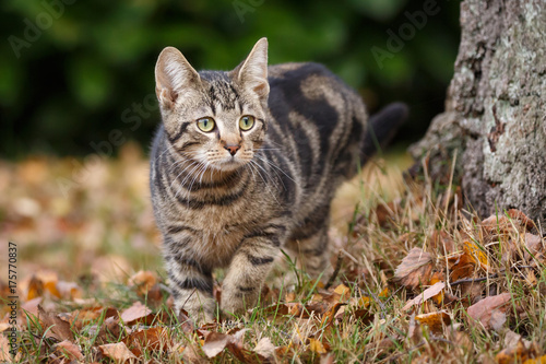 Wallpaper Mural Junge Katze im Herbstlaub Torontodigital.ca