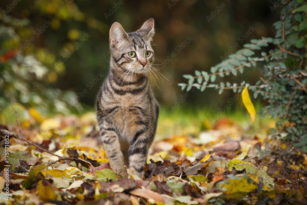 Junge Katze im Herbstlaub StockFoto Adobe Stock