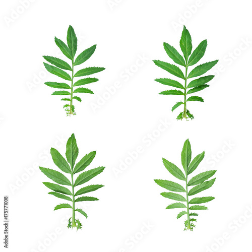 Green leaf Separated part of the flower. Isolated on white background with clipping path. Sign of the Thailand's King Rama IX Bhumibol.